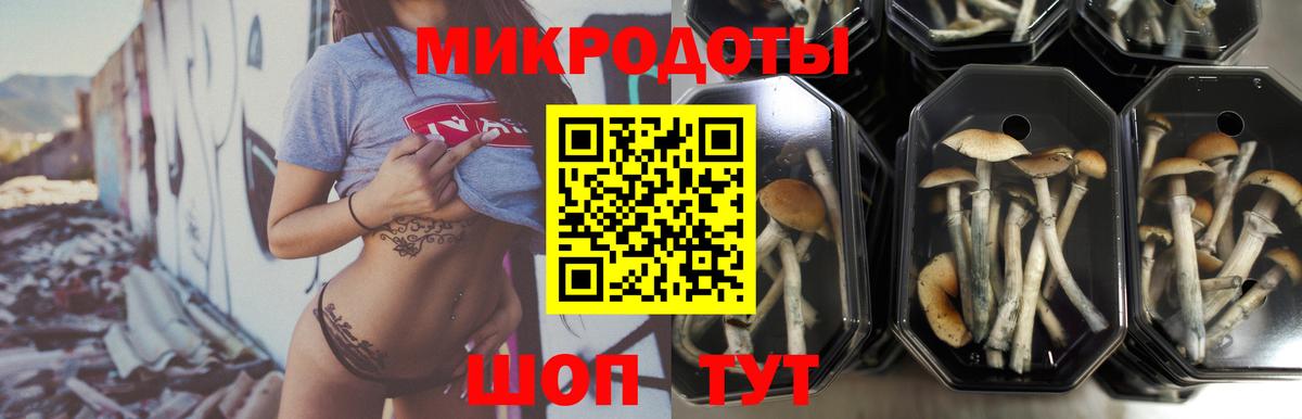 Новозыбков  Псилоцибиновые грибы Psilocybine cubensis  Вход с VPN 